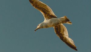 Preview wallpaper seagull, bird, flight, wings, sky