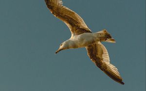 Preview wallpaper seagull, bird, flight, wings, sky