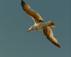 Preview wallpaper seagull, bird, flight, wings, sky