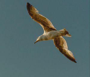 Preview wallpaper seagull, bird, flight, wings, sky