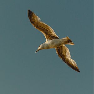 Preview wallpaper seagull, bird, flight, wings, sky