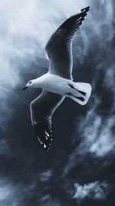 Preview wallpaper seagull, bird, flight, wings, fog, sky