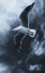 Preview wallpaper seagull, bird, flight, wings, fog, sky