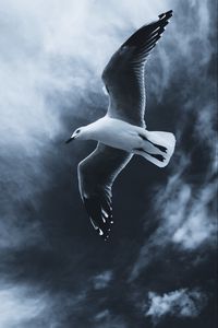 Preview wallpaper seagull, bird, flight, wings, fog, sky