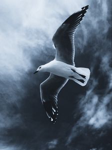 Preview wallpaper seagull, bird, flight, wings, fog, sky