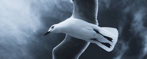 Preview wallpaper seagull, bird, flight, wings, fog, sky