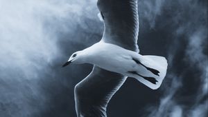 Preview wallpaper seagull, bird, flight, wings, fog, sky