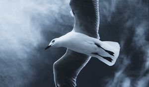 Preview wallpaper seagull, bird, flight, wings, fog, sky