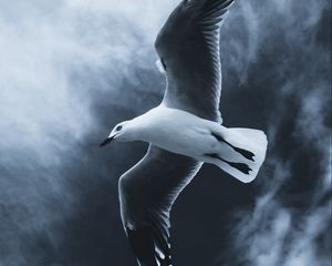 Preview wallpaper seagull, bird, flight, wings, fog, sky