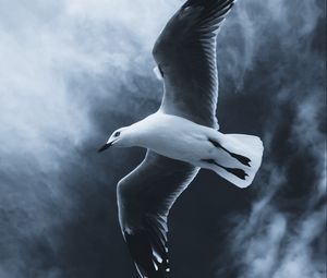 Preview wallpaper seagull, bird, flight, wings, fog, sky