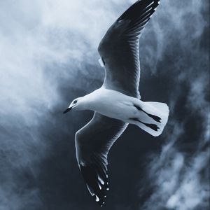 Preview wallpaper seagull, bird, flight, wings, fog, sky