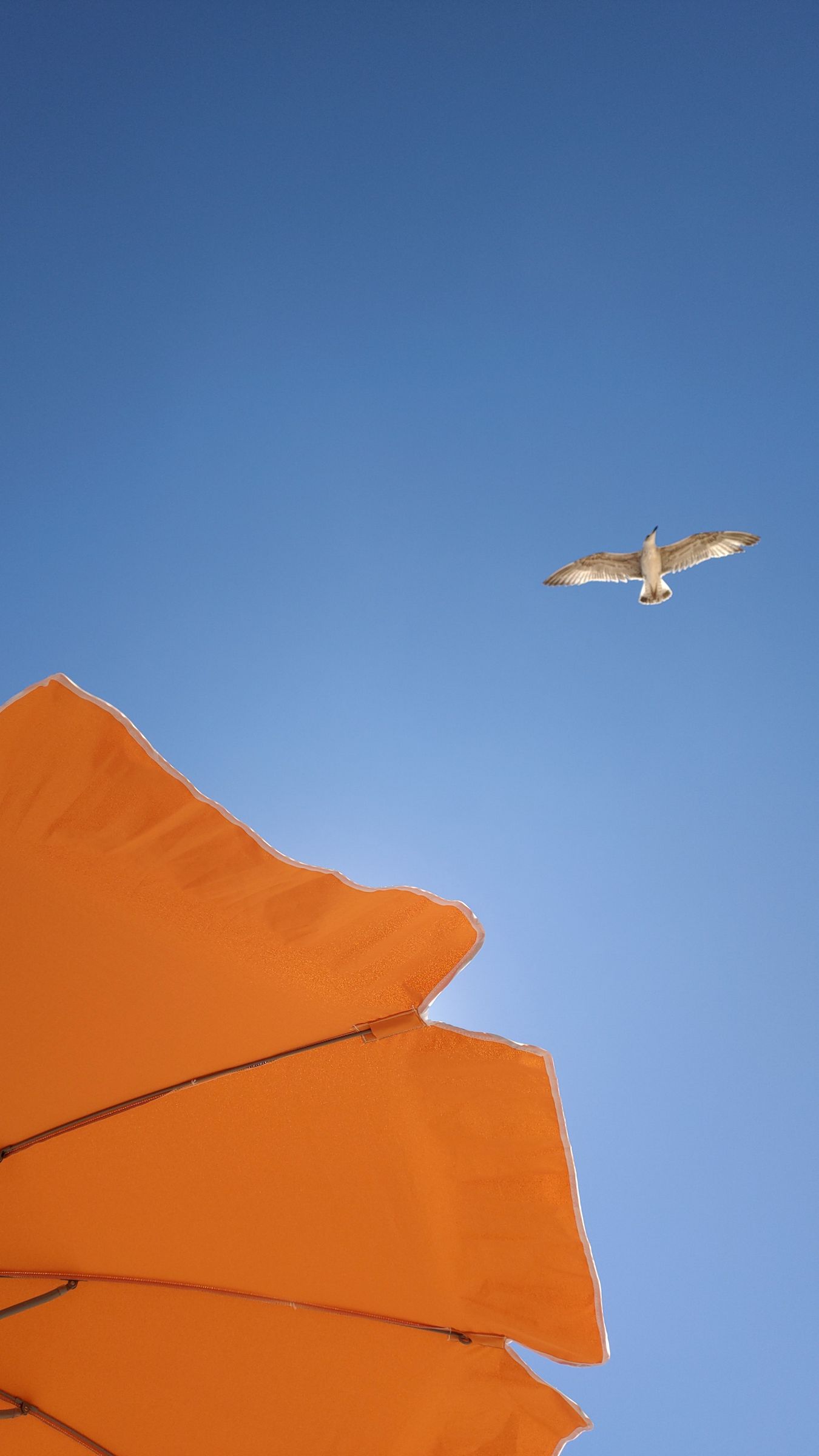 download-wallpaper-1350x2400-seagull-bird-flight-sky-umbrella