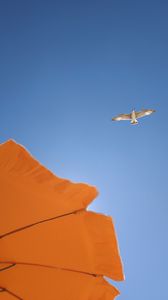 Preview wallpaper seagull, bird, flight, sky, umbrella