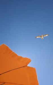 Preview wallpaper seagull, bird, flight, sky, umbrella
