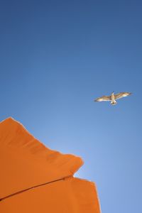 Preview wallpaper seagull, bird, flight, sky, umbrella