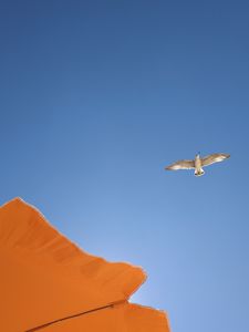 Preview wallpaper seagull, bird, flight, sky, umbrella