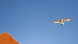 Preview wallpaper seagull, bird, flight, sky, umbrella