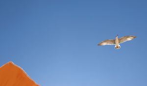 Preview wallpaper seagull, bird, flight, sky, umbrella