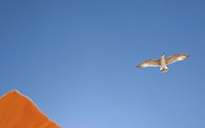 Preview wallpaper seagull, bird, flight, sky, umbrella