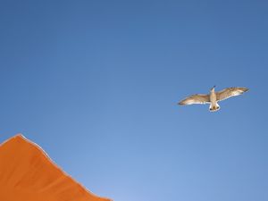 Preview wallpaper seagull, bird, flight, sky, umbrella