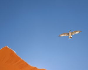 Preview wallpaper seagull, bird, flight, sky, umbrella