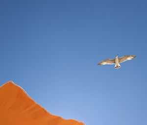 Preview wallpaper seagull, bird, flight, sky, umbrella