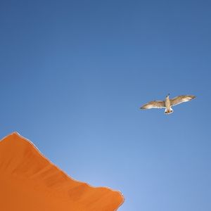 Preview wallpaper seagull, bird, flight, sky, umbrella