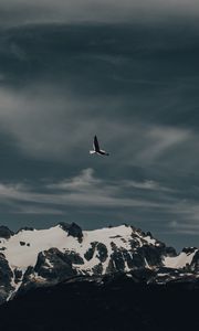 Preview wallpaper seagull, bird, flight, mountain, nature