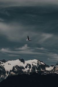 Preview wallpaper seagull, bird, flight, mountain, nature