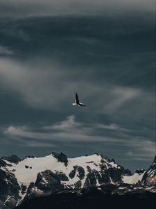 Preview wallpaper seagull, bird, flight, mountain, nature