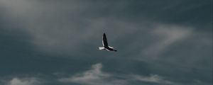 Preview wallpaper seagull, bird, flight, mountain, nature