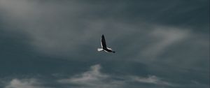Preview wallpaper seagull, bird, flight, mountain, nature
