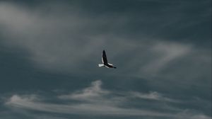 Preview wallpaper seagull, bird, flight, mountain, nature