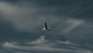 Preview wallpaper seagull, bird, flight, mountain, nature