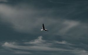 Preview wallpaper seagull, bird, flight, mountain, nature