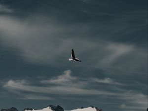 Preview wallpaper seagull, bird, flight, mountain, nature