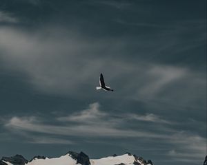 Preview wallpaper seagull, bird, flight, mountain, nature