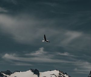 Preview wallpaper seagull, bird, flight, mountain, nature