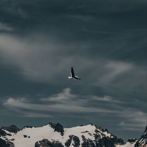 Preview wallpaper seagull, bird, flight, mountain, nature