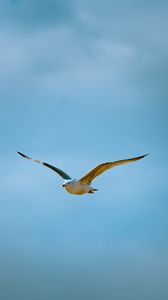 Preview wallpaper seagull, bird, flight, sky