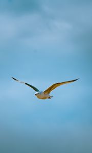 Preview wallpaper seagull, bird, flight, sky