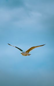 Preview wallpaper seagull, bird, flight, sky