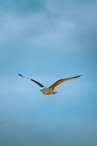 Preview wallpaper seagull, bird, flight, sky