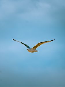 Preview wallpaper seagull, bird, flight, sky