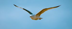 Preview wallpaper seagull, bird, flight, sky