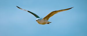 Preview wallpaper seagull, bird, flight, sky