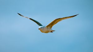 Preview wallpaper seagull, bird, flight, sky