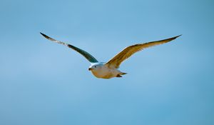 Preview wallpaper seagull, bird, flight, sky