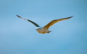 Preview wallpaper seagull, bird, flight, sky