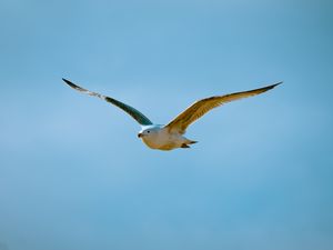 Preview wallpaper seagull, bird, flight, sky